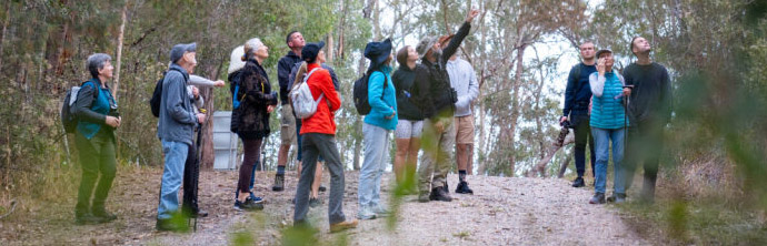 group of bushwalkers look up into the trees