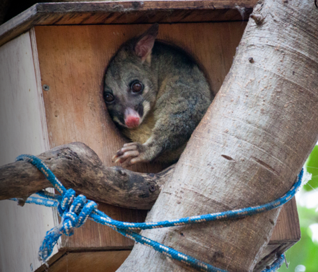 A grey possum with big brown eyes poking its head of of a wooden possum box up in a tree.