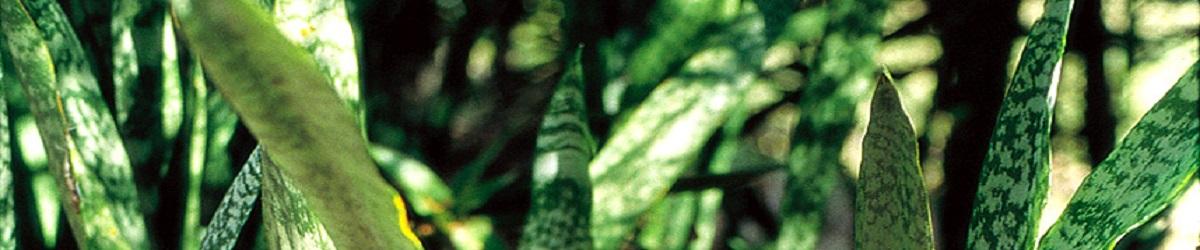 Mother in laws tongue. Dark green leaves