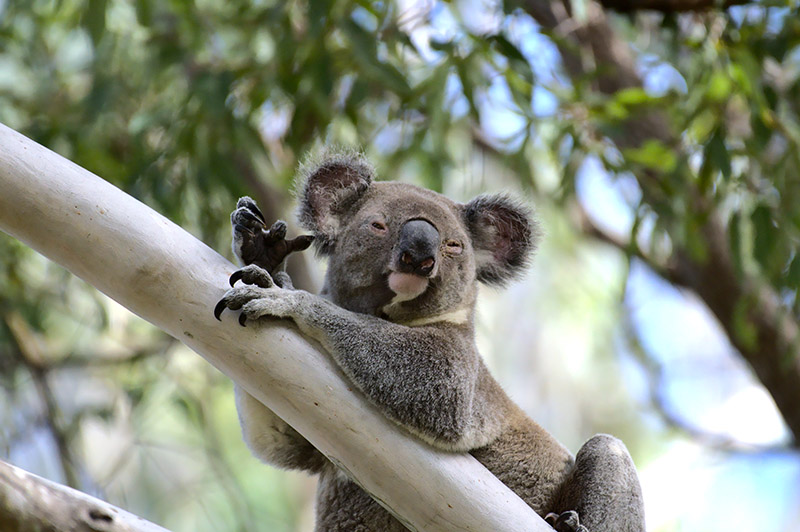 Koala with red, inflamed or crusty eyes – Image credit Patrick Brown