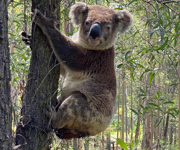 Koala with very dirty, wet or brown bottom