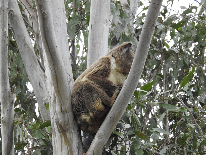 Koala that appears skinny - Image credit Debbie Brezac