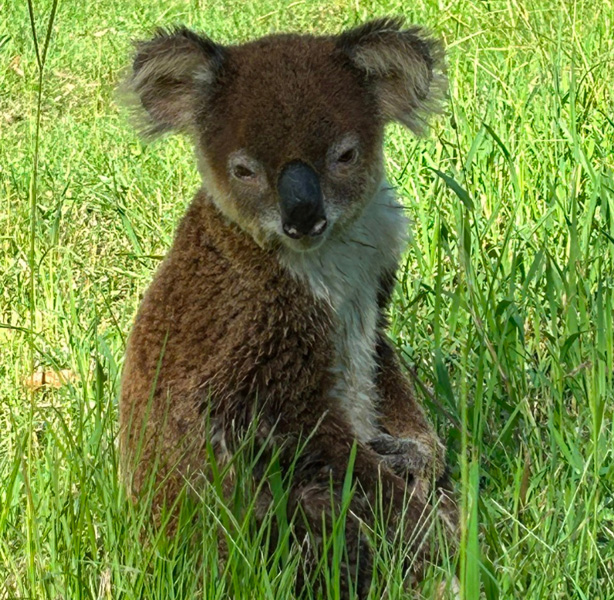 Koala with a thin, wiry or brownish coat - Image credit image 406724 (QWildlife)