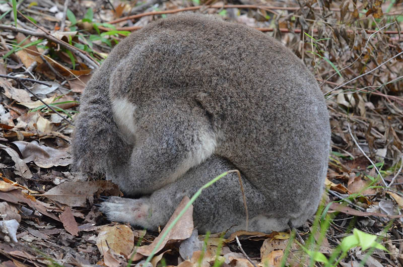 Koala not moving around - Image credit Renee Rivard