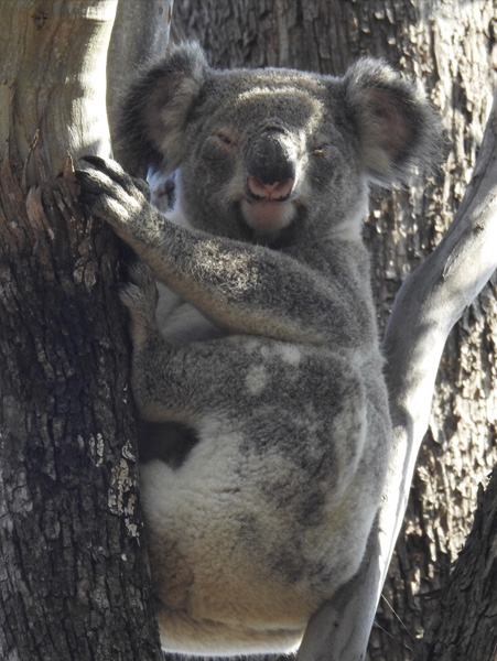 Koala with red, inflamed or crusty eyes – Image credit Debbie Brezac