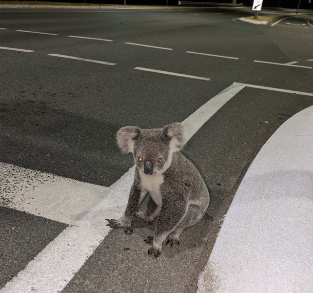 Healthy koala in hazardous situation – Image credit image 402875 (QWildlife)