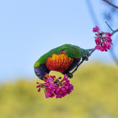 A rainbow lorikeet hanging on a branch eating pink flowers.