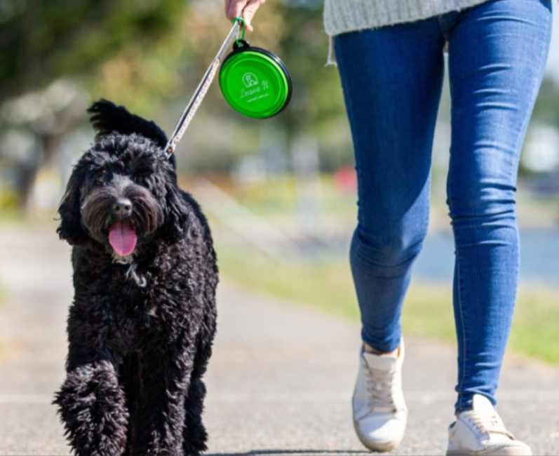 A black fluffy dog being walked on a leash