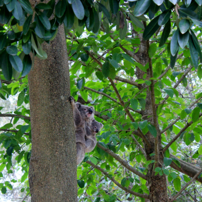 A koala sitting in a backyard tree