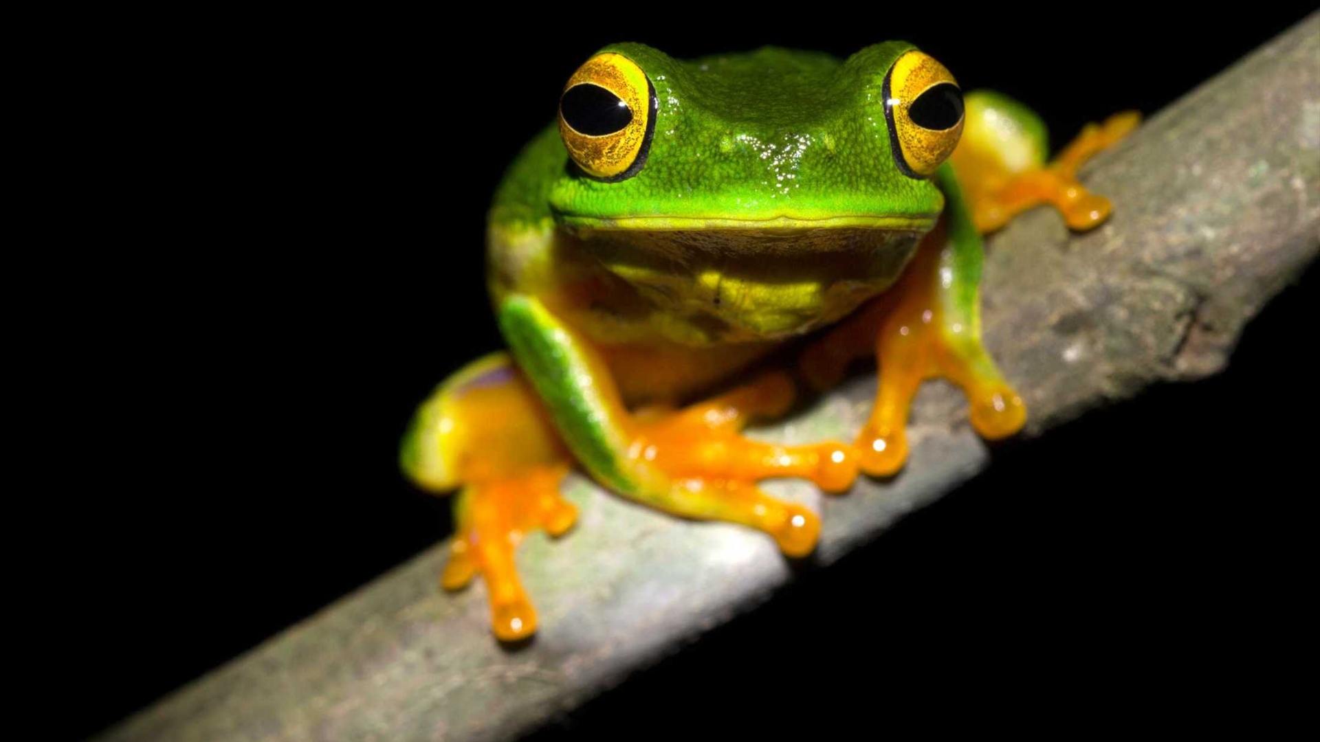 A green tree frog on a branch