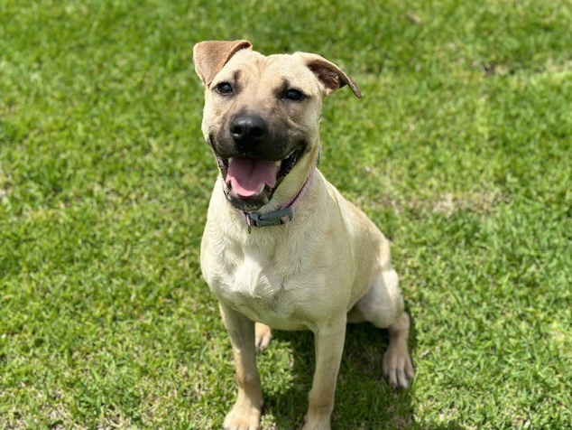 A happy tan coloured medium sized dog sitting on the green grass