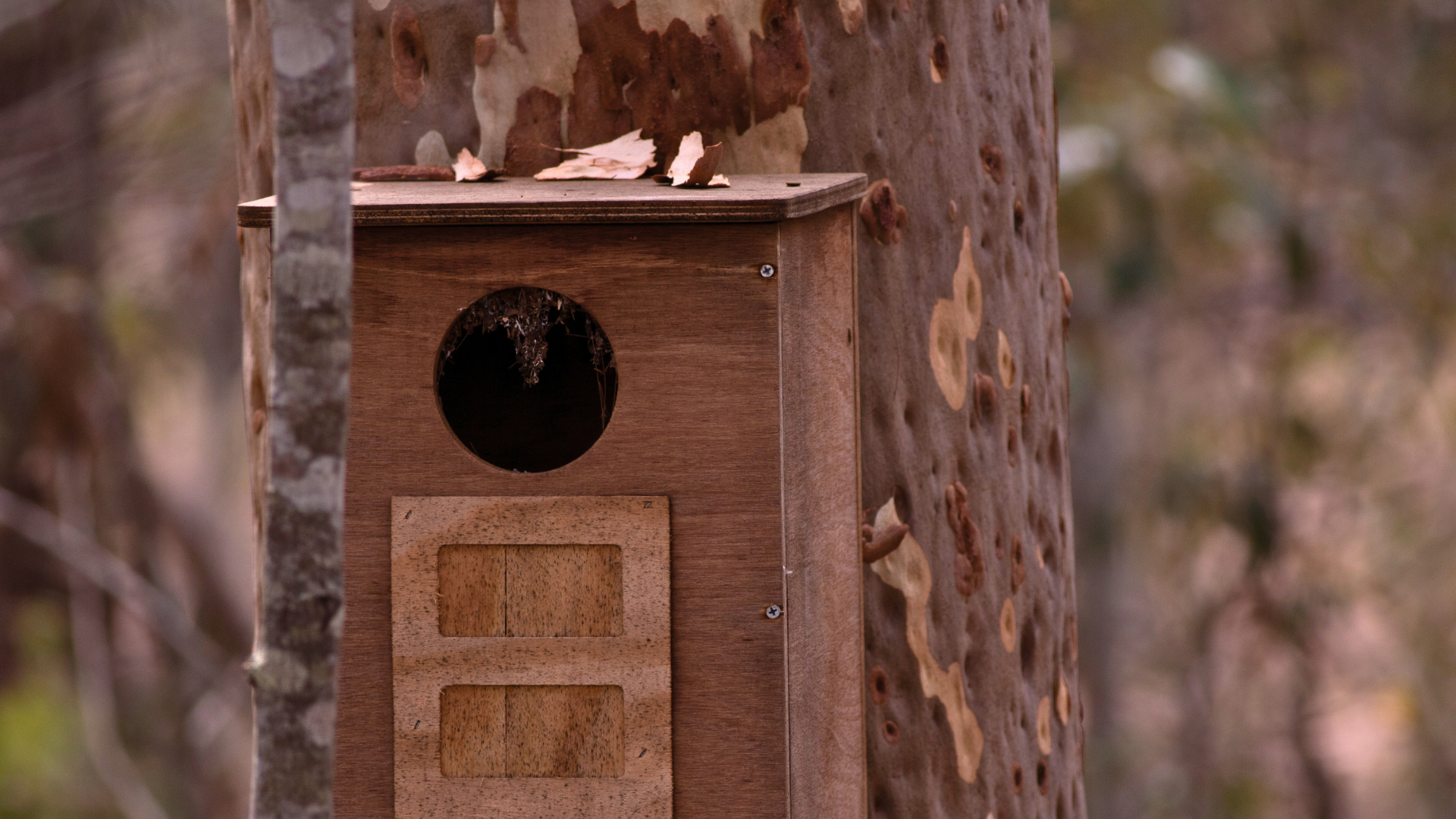 A copy of a nest box attached to a tree