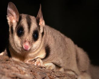 A brown, grey and white possum with big bright yellow eyes sitting on a branch