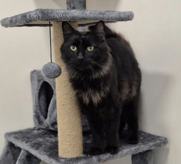 A black cat hiding under a cat scratching toy