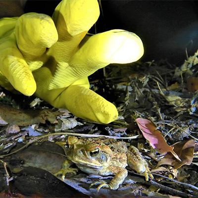 Gloved hand reaching for cane toad in garden