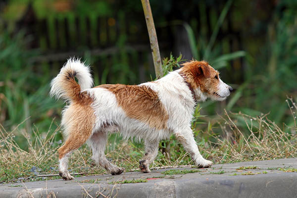 White and brown terrier dog walking on the sidewalk