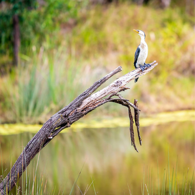A water bird sits atop a tree branch which overlooks are water pond