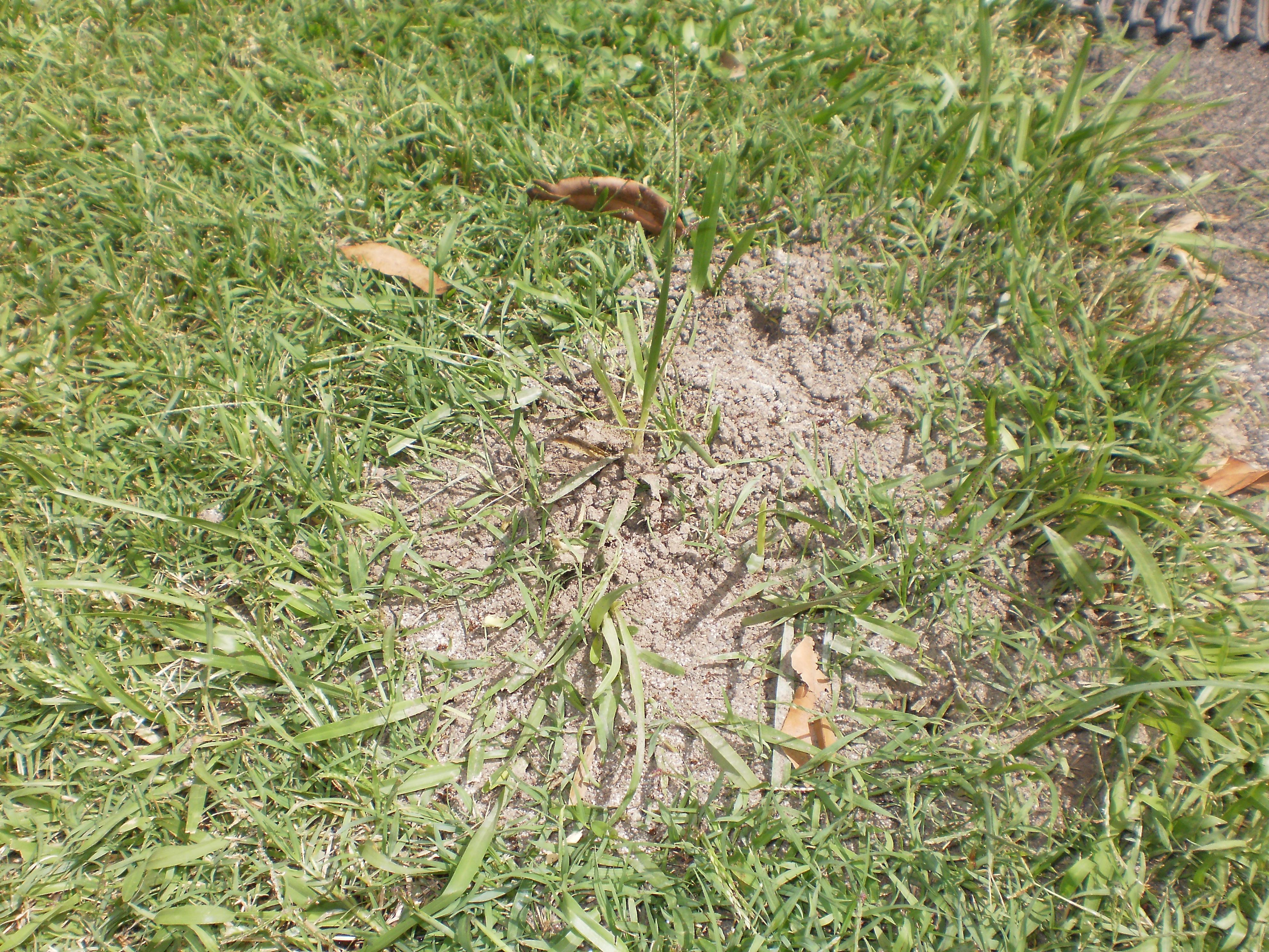Fire ant nests