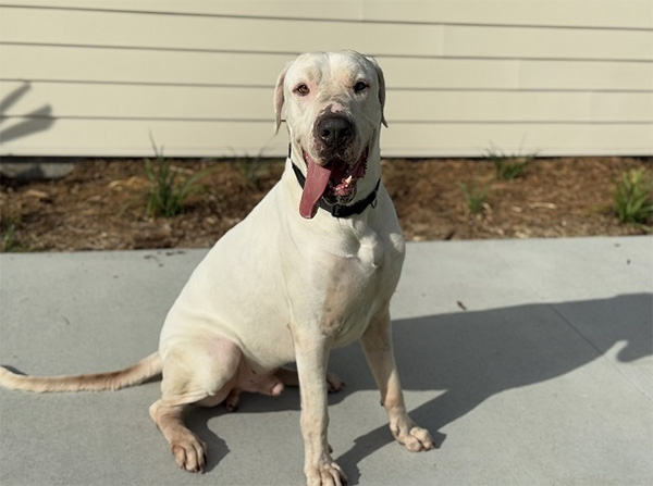 Bentley, 3 and a half year old Great Dane mix