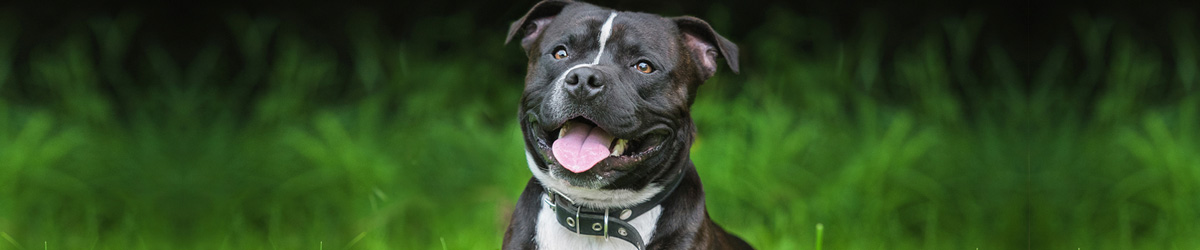 Black and white staffy dog sits in grass