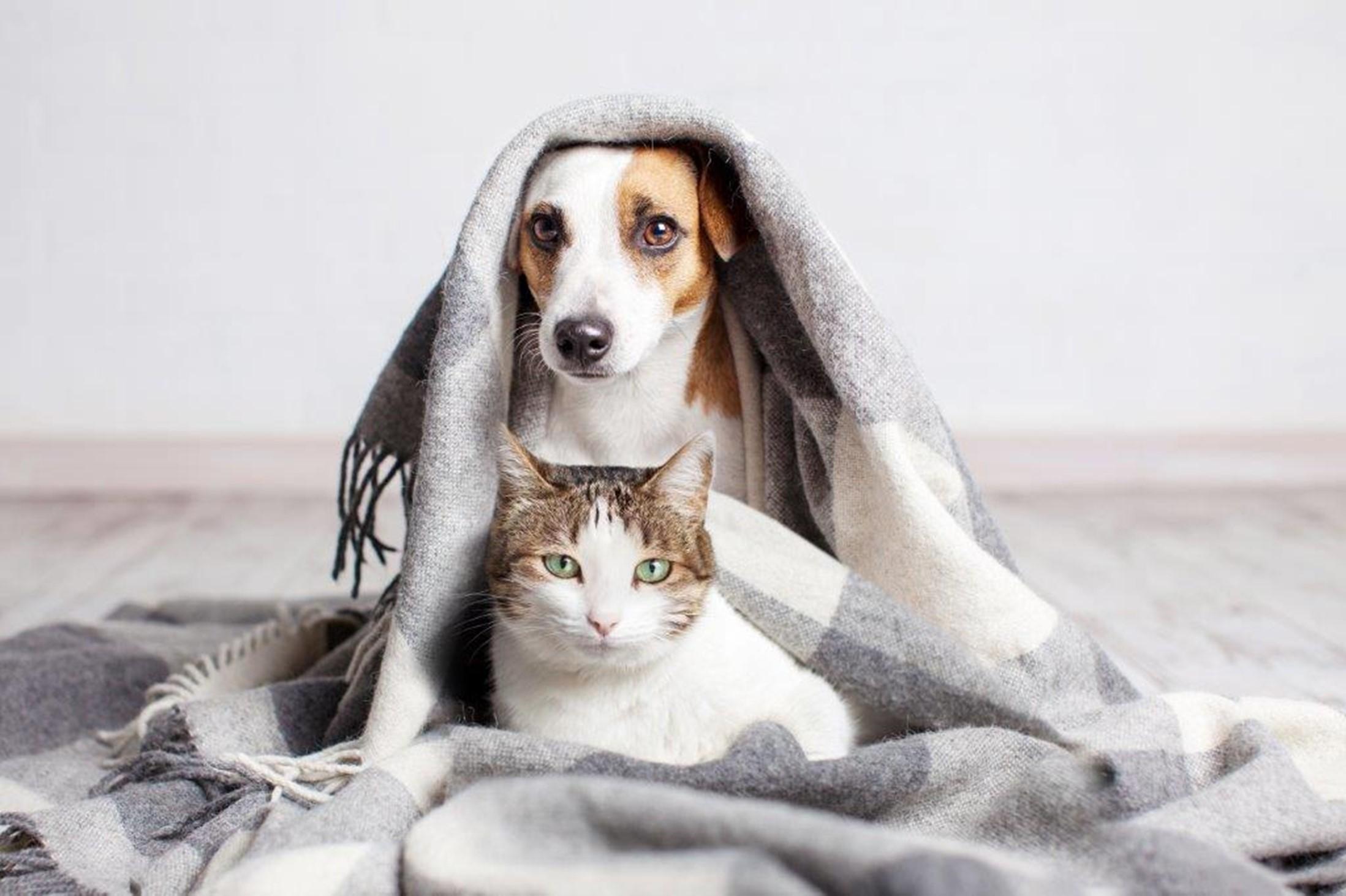 dog and cat in a blanket