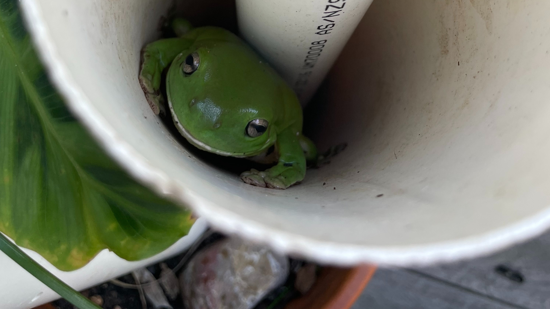 A green frog in a pvc frog pipe