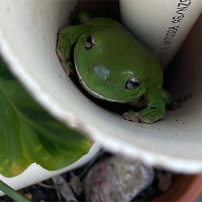 Frog in PVC pipe