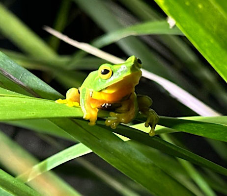 Green frog with yellow belly sitting a plant leaf