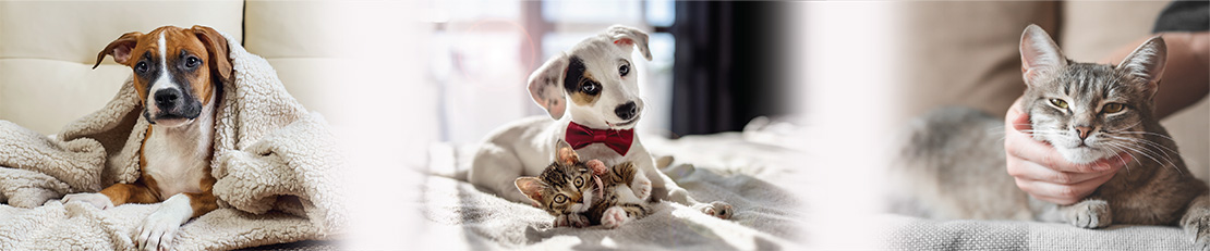 Puppies, kitten and cat