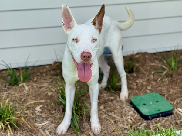 Titan, mix breed boy, 15 months old