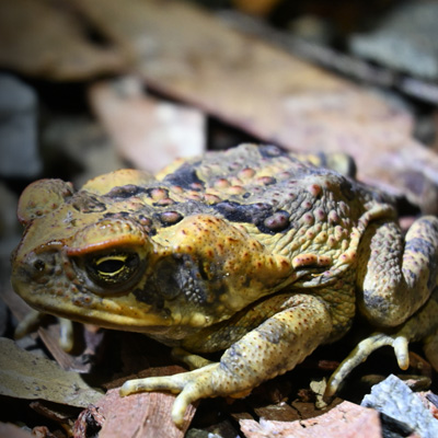 Hope for new cane toad trap on sale in Queensland which targets cannibal  tadpoles
